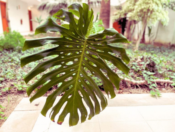 Tanaman dengan Daun Leluhur yang Besar